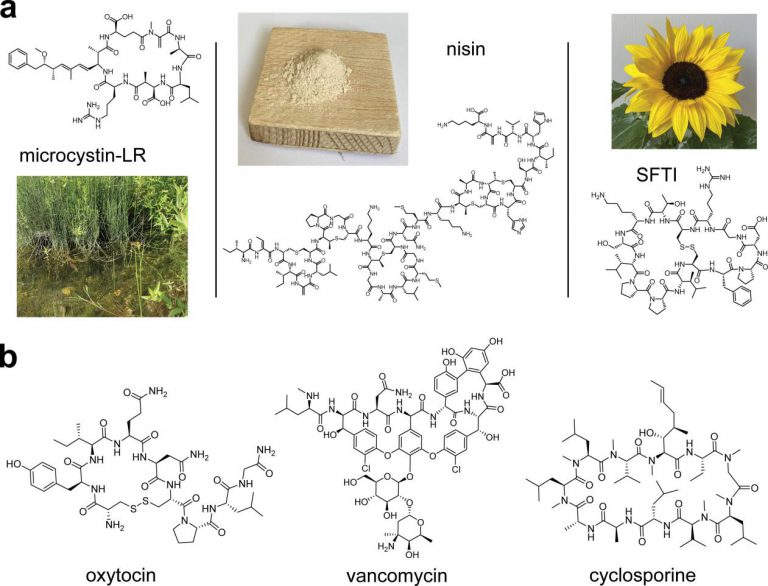 Cyclic Peptide Synthesis Strategies Creative Peptides