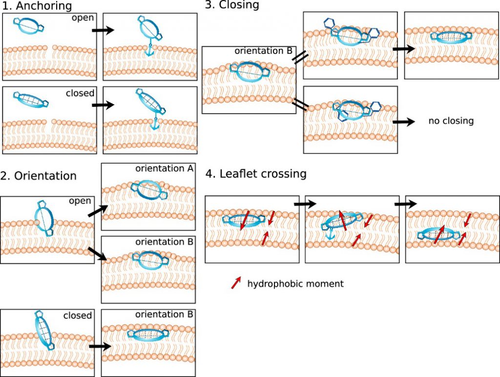 Four steps of flexible cyclic peptides in passive permeable membranes.