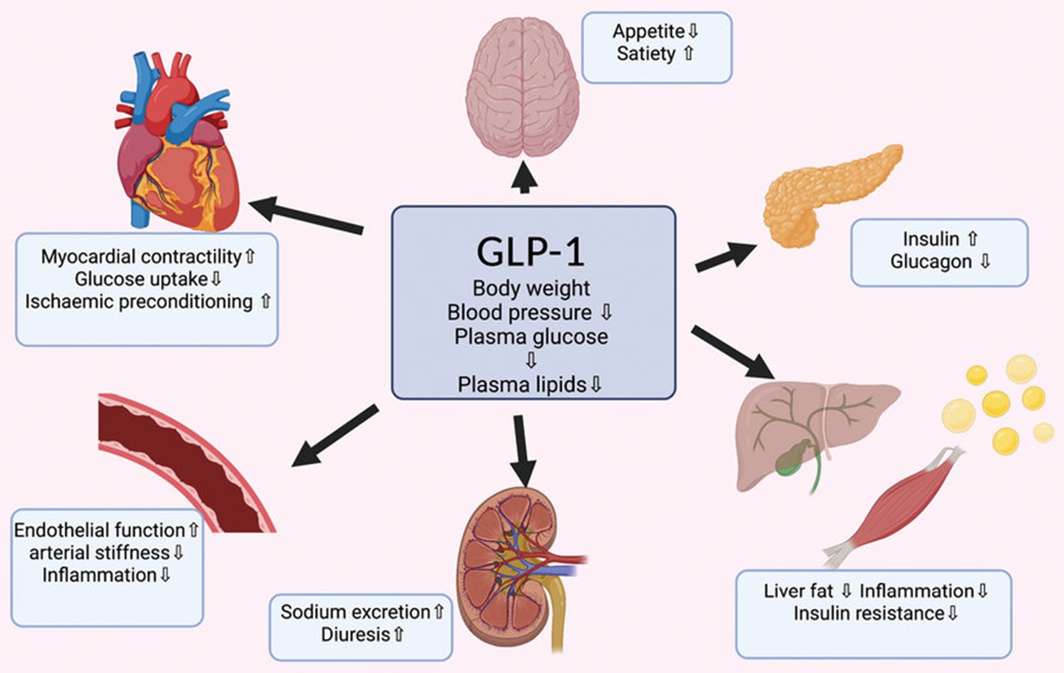 Key physiological roles of GLP-1.