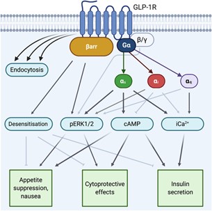 Physiological outcomes of various GLP-1 receptor signaling pathways. 