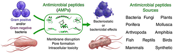 Sources and Varieties of Antimicrobial Peptides