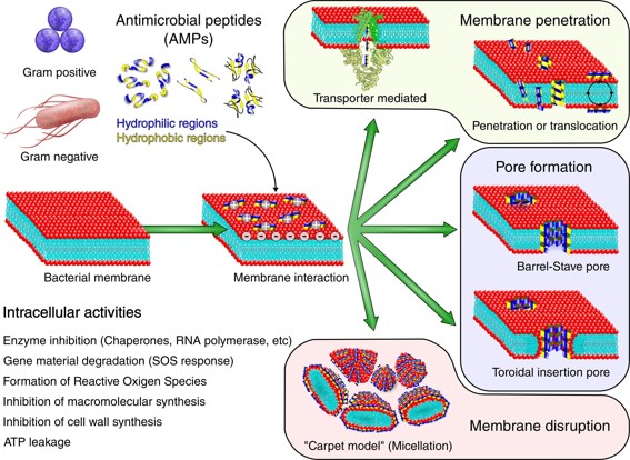 Action Mechanisms of Antimicrobial Peptides