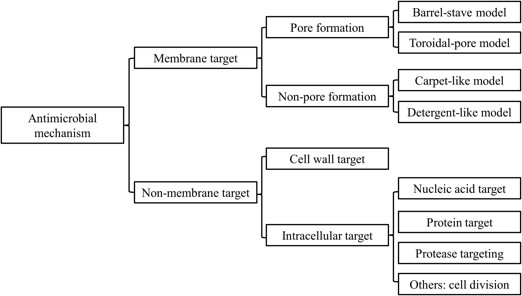 Detailed Antimicrobial Mechanisms of AMPs