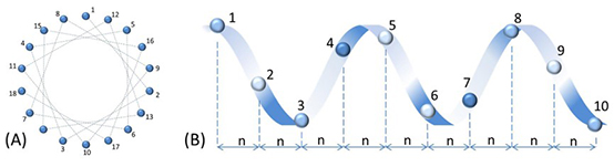 Diagram of an Alpha-Helical AMP Structure