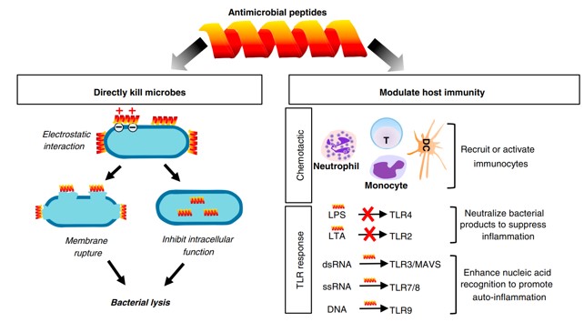 Overview of the Biological Roles of Antimicrobial Peptides