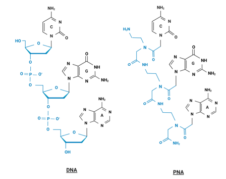 Structures of DNA and PNA.