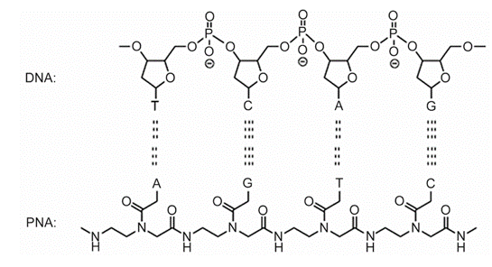 Chemical structures of PNA as compared to DNA and protein.