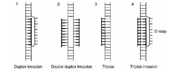 Schema of PNA probe binding modes for targeting double-stranded DNA.