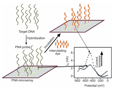 PNA microarray for the detection of target DNA on gold electrodes.