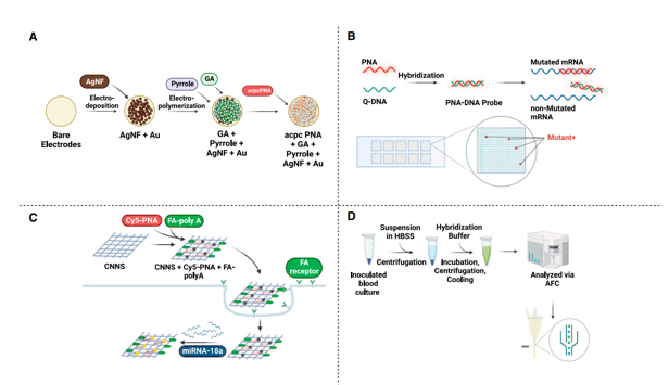 Applications of PNA as diagnostic agents.