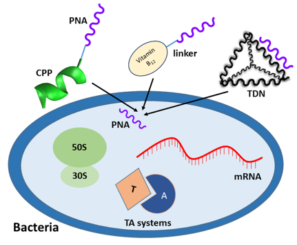  Antibacterial Peptide Nucleic Acids (PNAs).