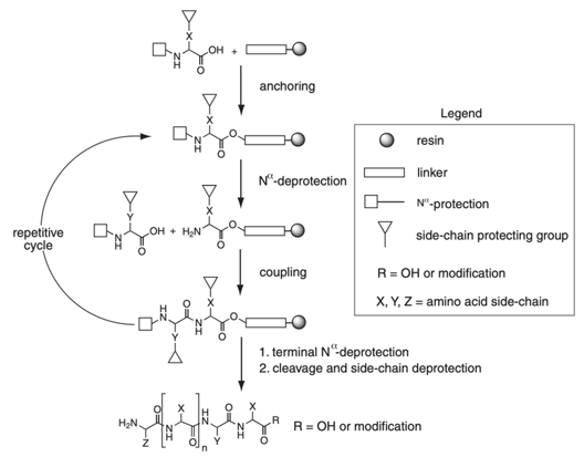 Overview of solid-phase peptide synthesis methodology.