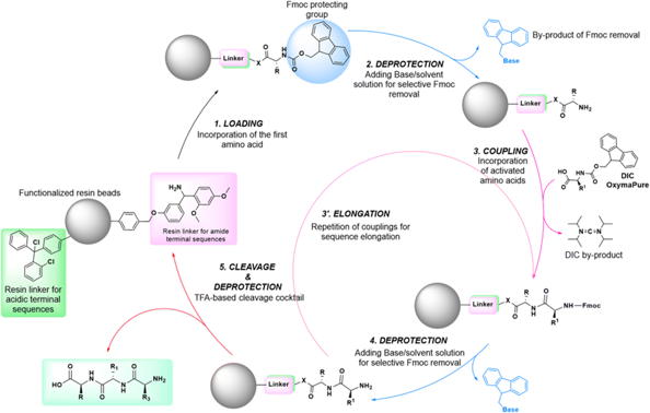 Fundamentals of solid-phase peptide synthesis (SPPS).