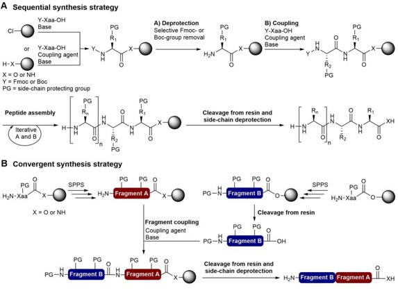 Solid-phase peptide synthesis approaches: linear vs. convergent strategies.